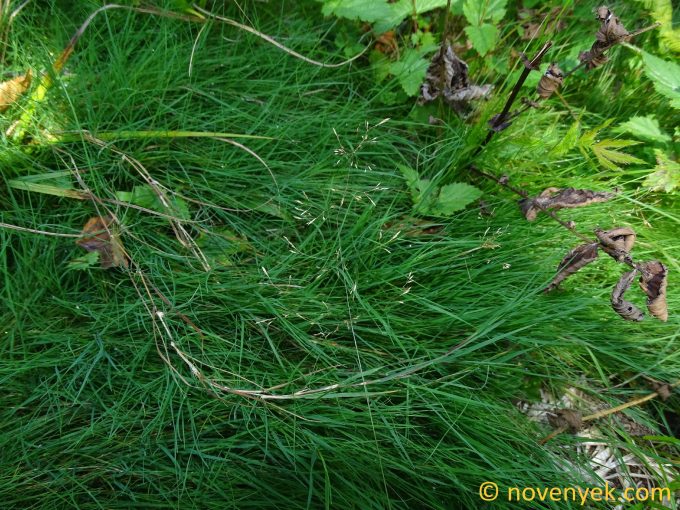 Image of plant Agrostis canina