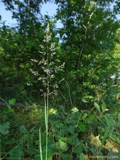 Image of plant Agrostis capillaris