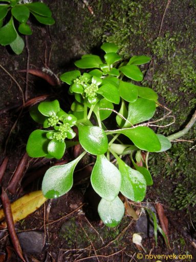 Image of plant Aichryson divaricatum