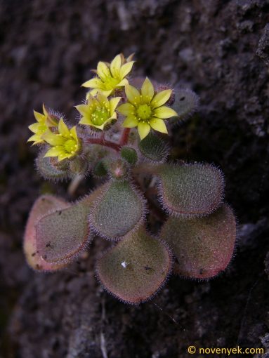 Image of plant Aichryson villosum