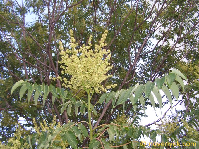 Image of plant Ailanthus altissima