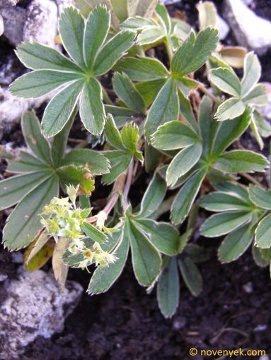 Image of plant Alchemilla anisiaca