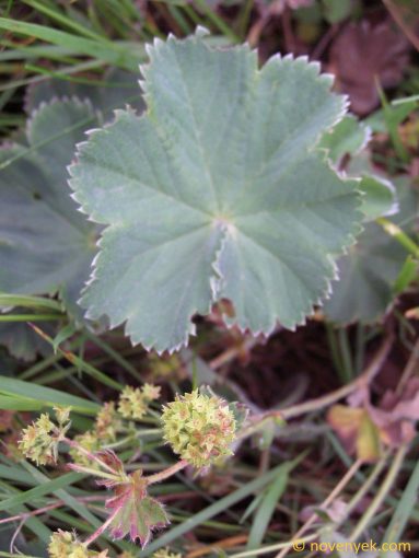 Image of plant Alchemilla glaucescens
