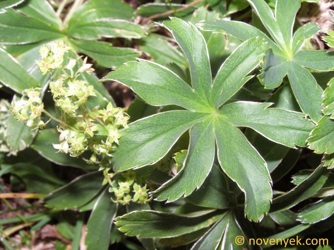 Image of plant Alchemilla hoppeana