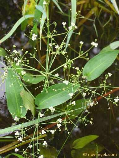 Image of plant Alisma plantago-aquatica