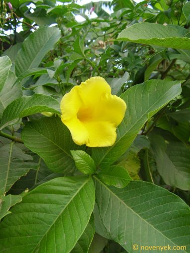 Image of plant Allamanda cathartica