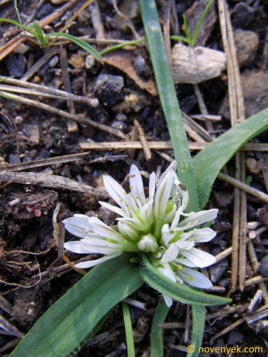Image of plant Allium chamaemoly