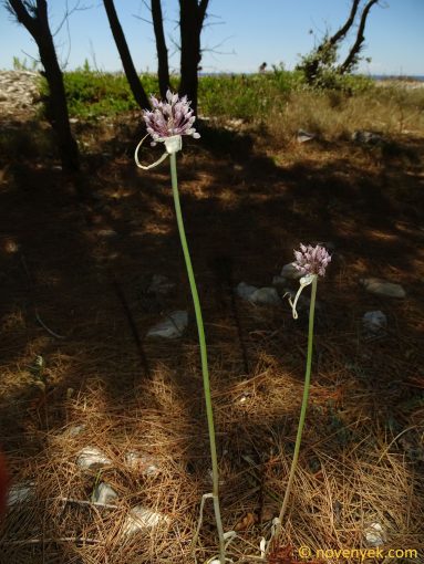 Image of plant Allium commutatum