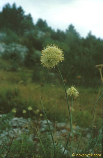 Image of plant Allium ochroleucum