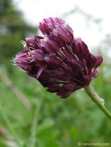 Image of plant Allium rotundum