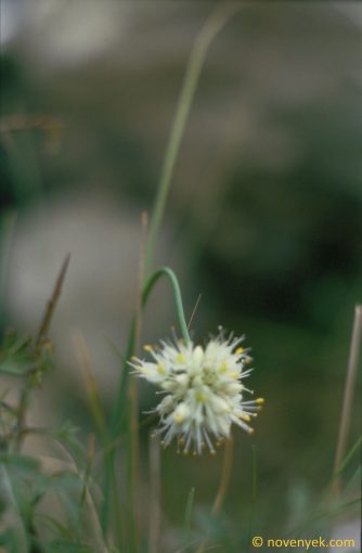 Image of plant Allium saxatile
