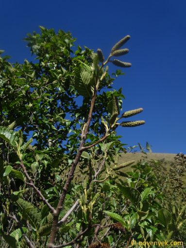 Image of plant Alnus acuminata