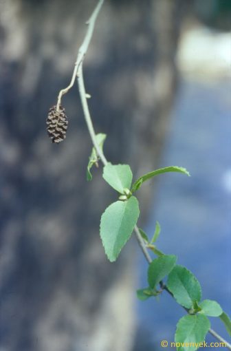 Image of plant Alnus orientalis
