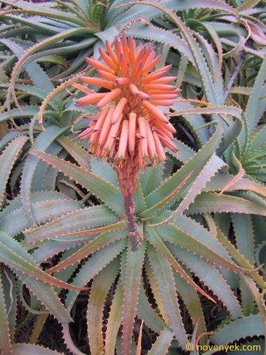 Image of plant Aloe arborescens