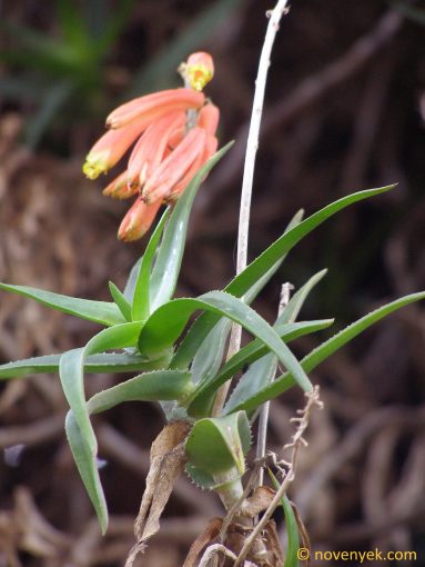 Image of plant Aloe ciliaris
