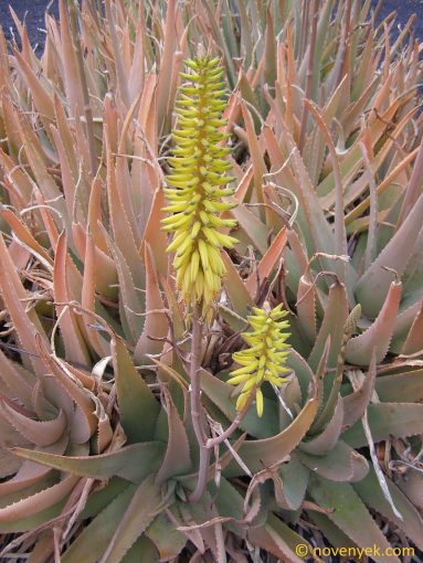 Image of plant Aloe vera