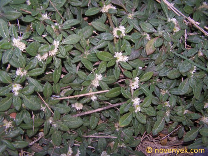 Image of plant Alternanthera paronychioides