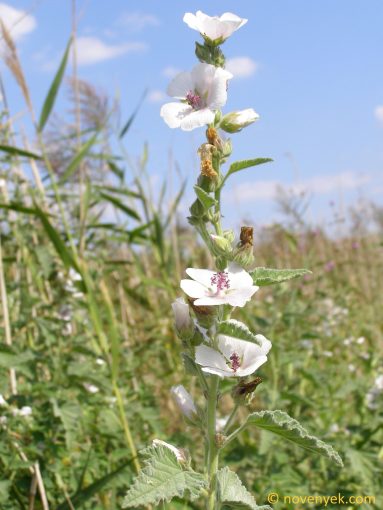 Image of plant Althaea officinalis
