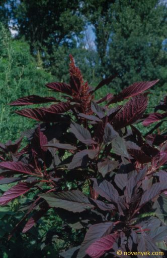 Image of plant Amaranthus hybridus