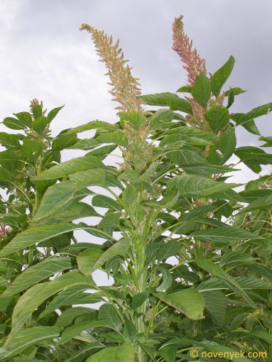 Image of plant Amaranthus hypochondriacus