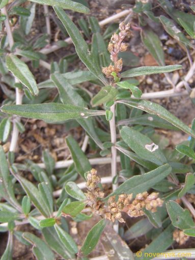 Image of plant Amaranthus muricatus