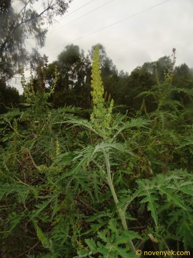 Image of plant Ambrosia arborescens