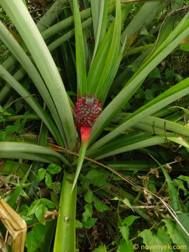 Image of plant Ananas comosus