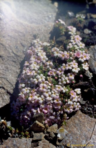 Image of plant Androsace alpina