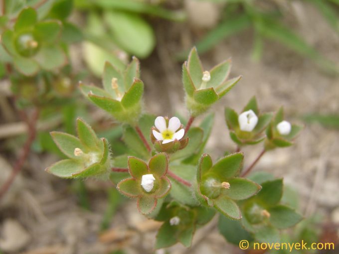 Image of plant Androsace maxima