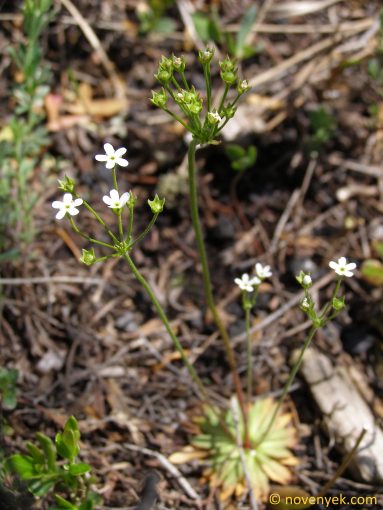 Image of plant Androsace septentrionalis