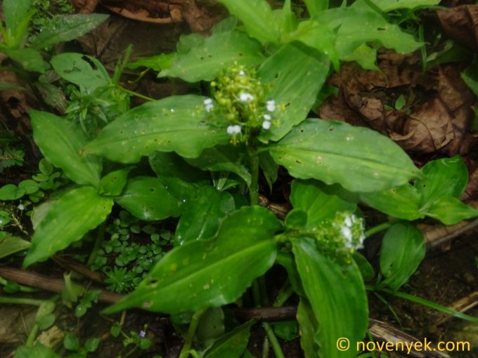 Image of plant Aneilema umbrosum