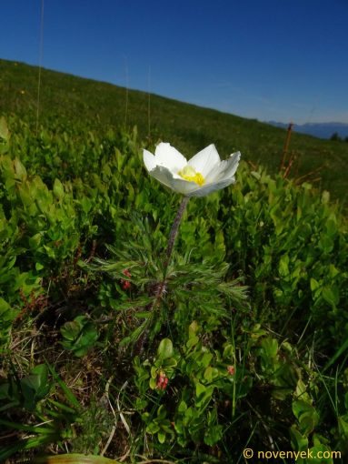 Image of plant Anemone alpina