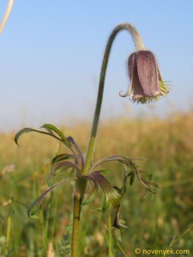 Image of plant Anemone flavescens
