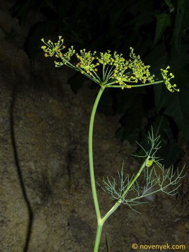 Image of plant Anethum graveolens