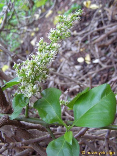 Image of plant Anredera cordifolia