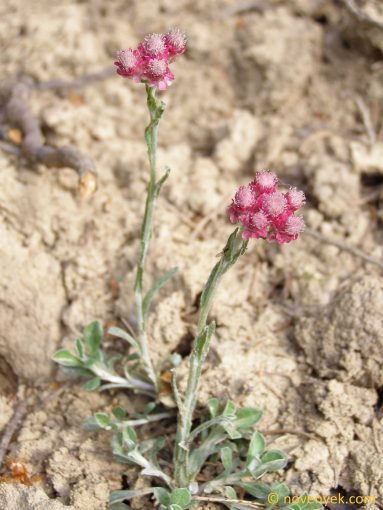 Image of plant Antennaria dioica
