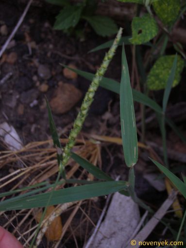 Image of plant Anthephora hermaphrodita