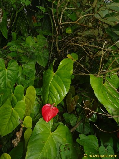 Image of plant Anthurium andraeanum
