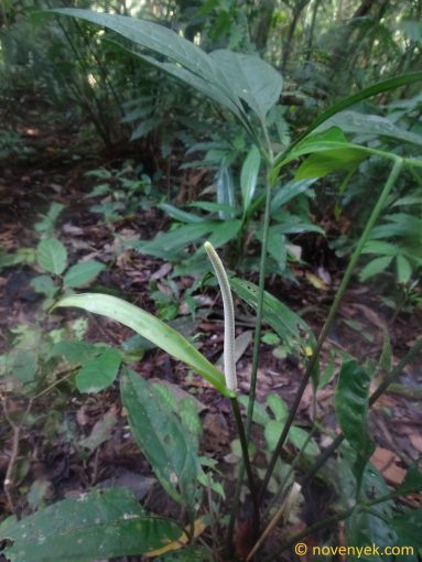 Image of plant Anthurium croatii