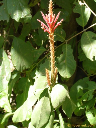 Image of plant Aphelandra scabra