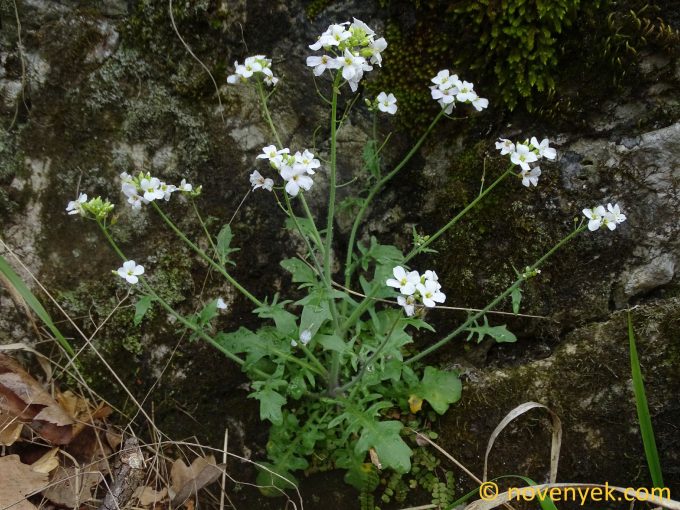 Image of plant Arabidopsis arenosa