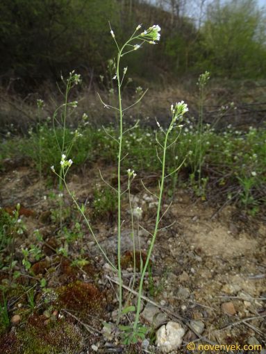Image of plant Arabidopsis thaliana