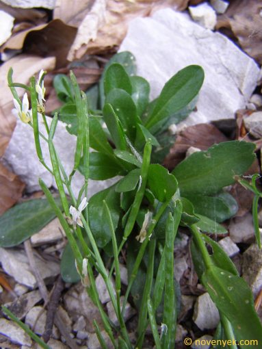 Image of plant Arabis soyeri