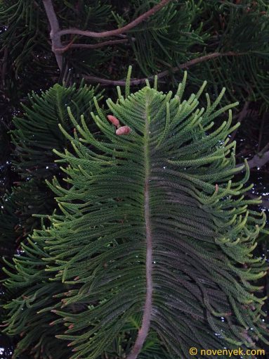 Image of plant Araucaria heterophylla