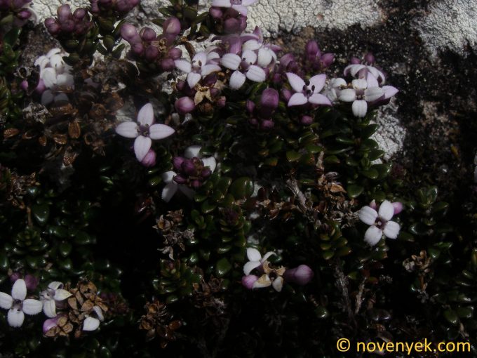 Image of plant Arcytophyllum lavarum