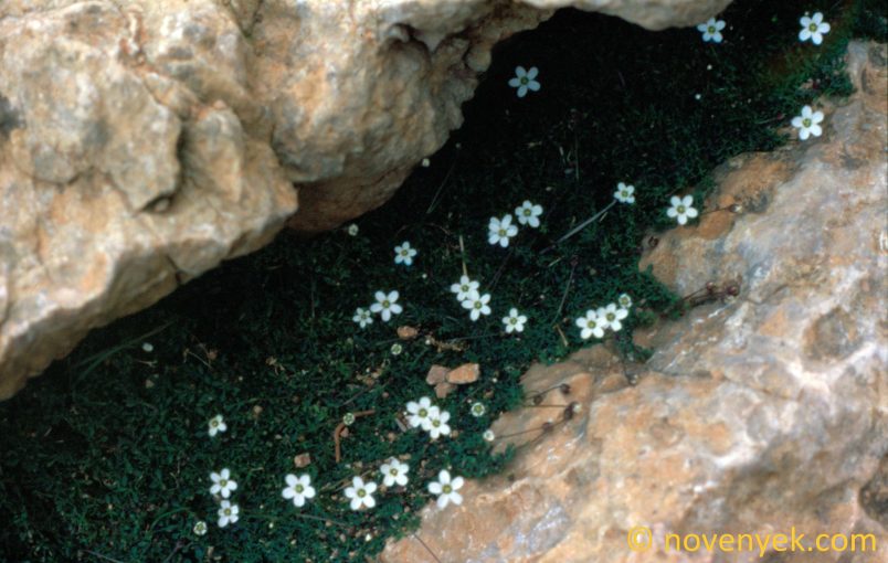 Image of plant Arenaria balearica