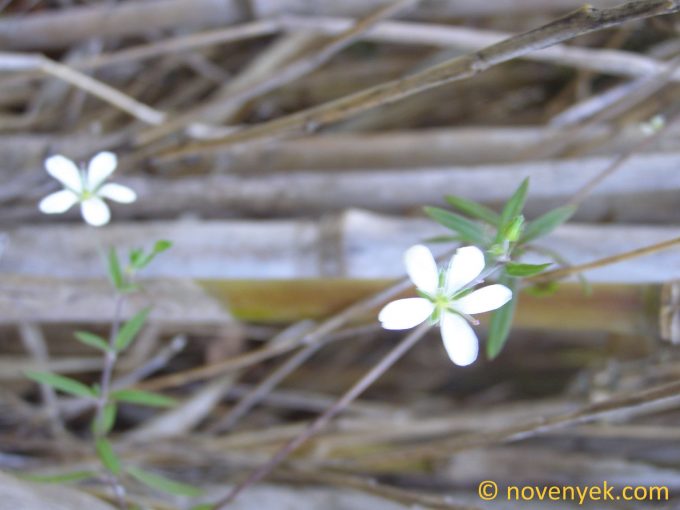 Image of plant Arenaria lanuginosa