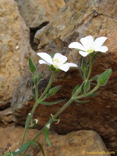Image of plant Arenaria montana