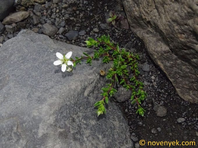 Image of plant Arenaria norvegica
