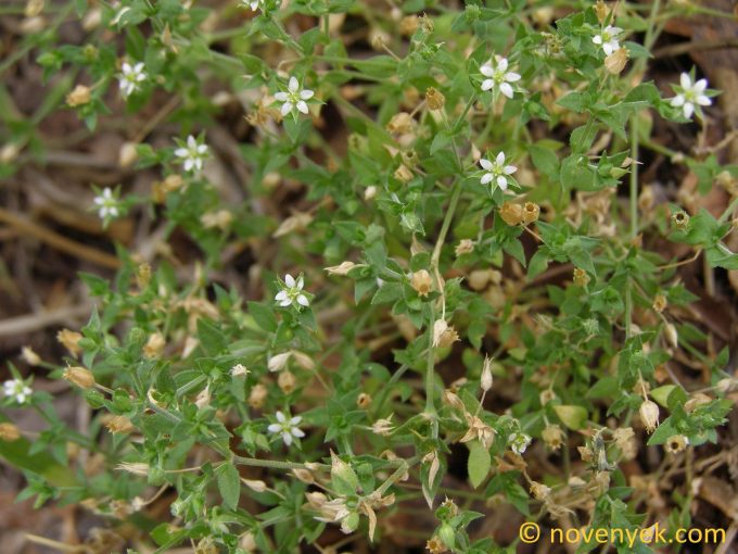 Image of plant Arenaria serpyllifolia